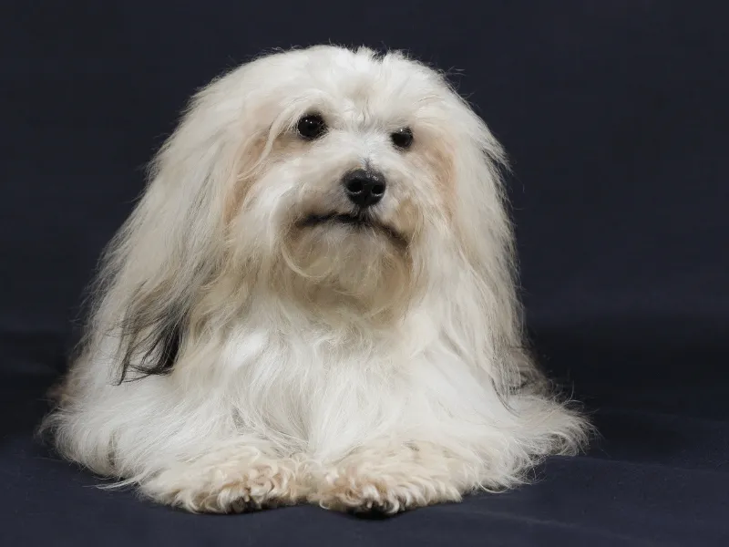 Cute Havanese face profile