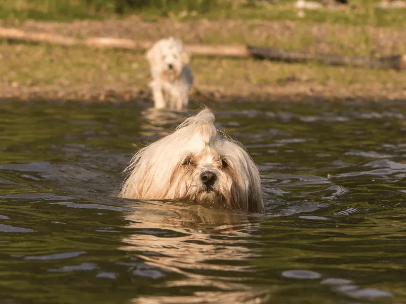 Havanese swimming in the lake