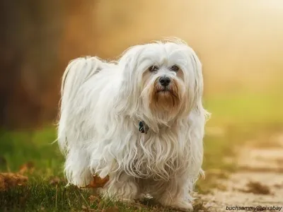 Havanese
