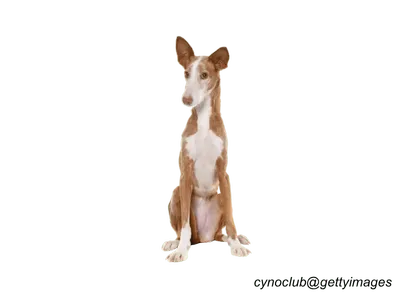 Ibizan Hound