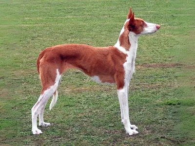 Ibizan Hound