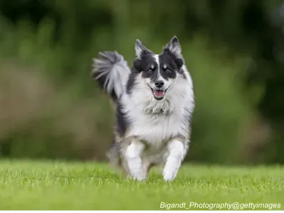 Icelandic Sheepdog