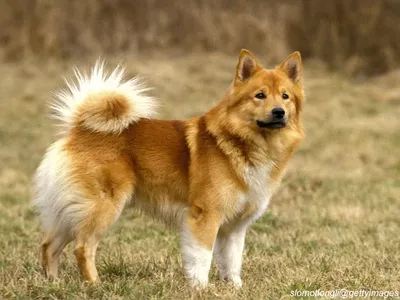 Icelandic Sheepdog