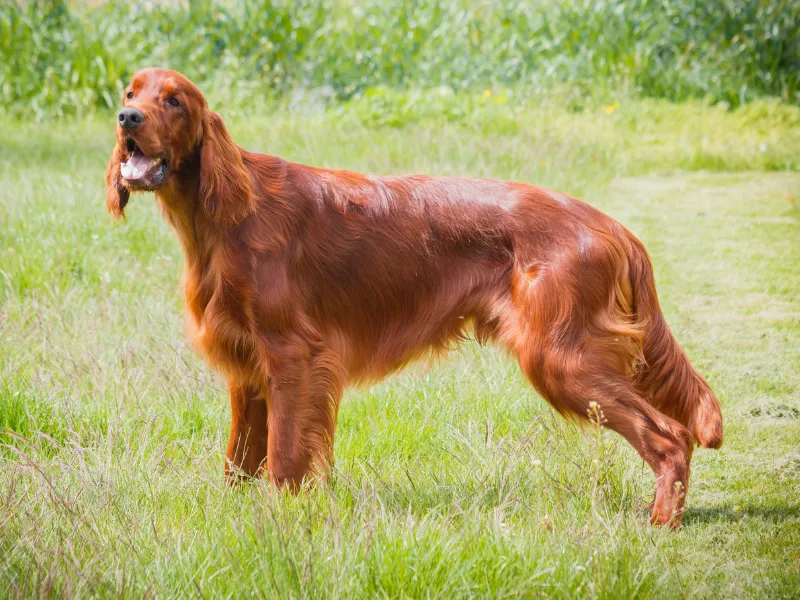 Irish Setter standing in the grass