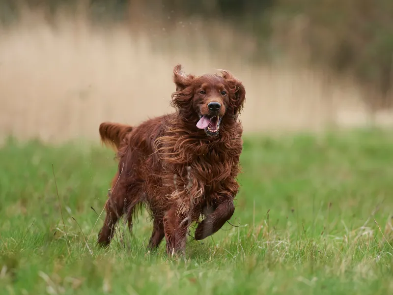 Irish Setter running in a field