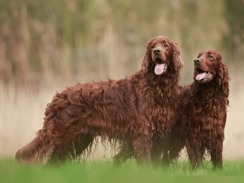 Two muddy Irish Setters in the field