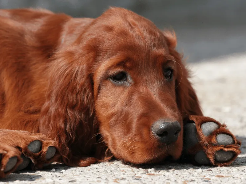 Young Irish Setter puppy