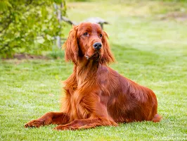 Irish Setter