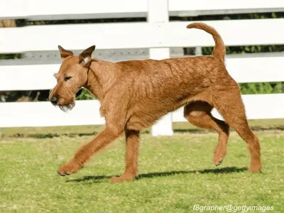 Irish Terrier