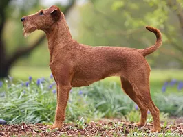 Irish Terrier