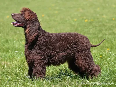 Irish Water Spaniel