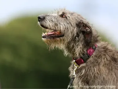 Irish Wolfhound