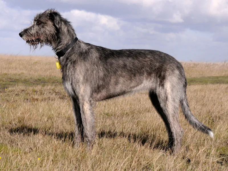 Irish Wolfhound standing in a field