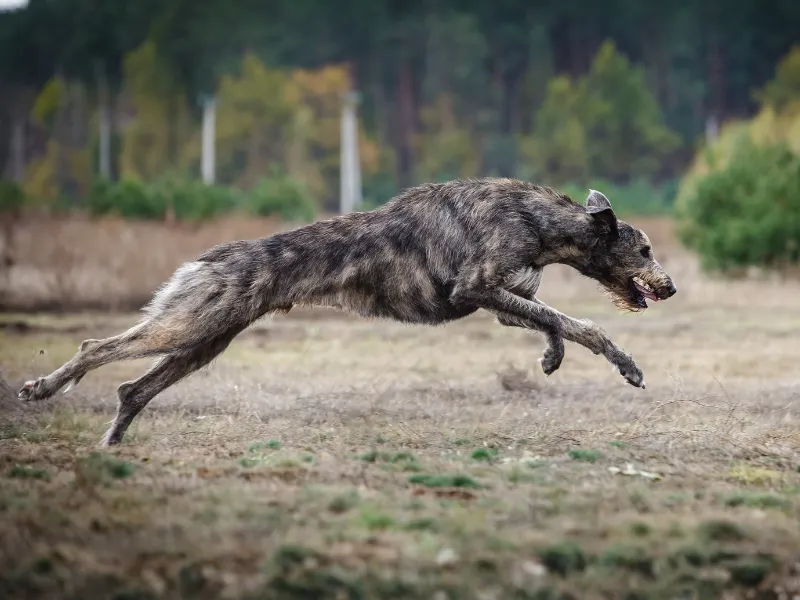 Irish Wolfhound running gracefully in a field