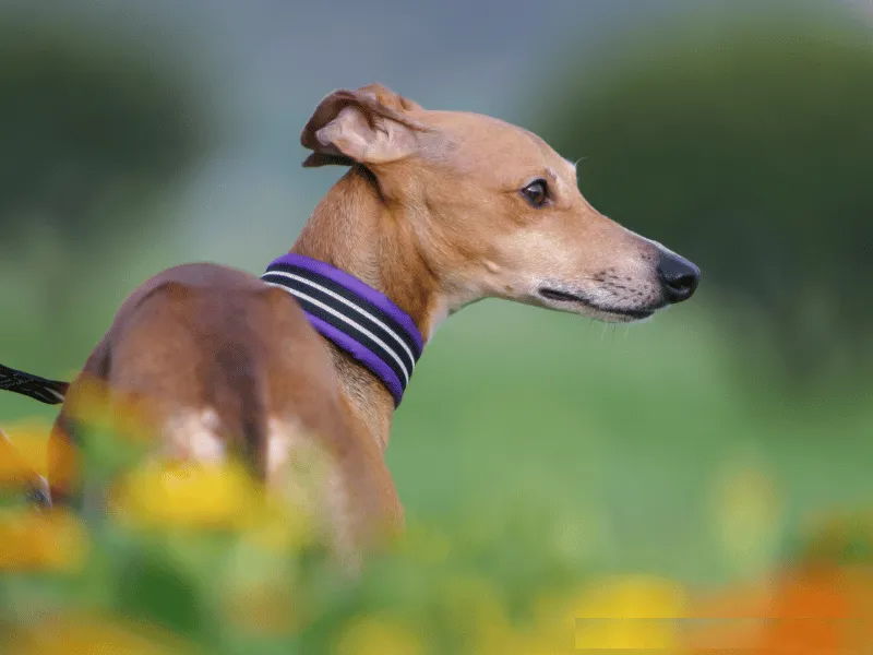 Side profile of Italian Greyhound