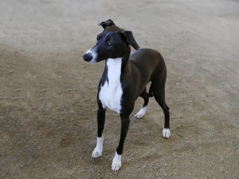 Black and white Italian Greyhound 