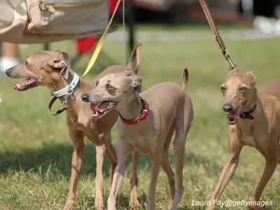 Italian Greyhound