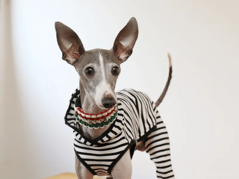 Italian Greyhound wearing striped shirt