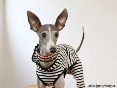 Italian Greyhound