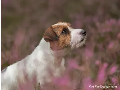 Jack Russell Terrier