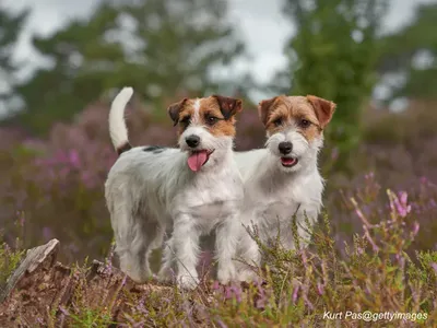 Jack Russell Terrier