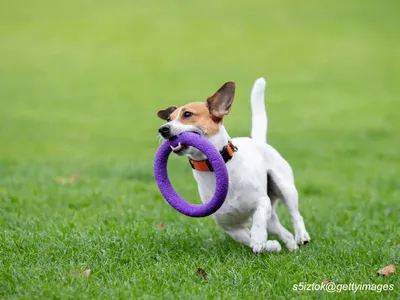 Jack Russell Terrier