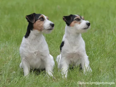 Jack Russell Terrier