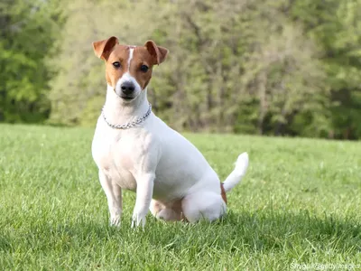 Jack Russell Terrier