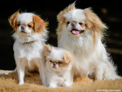 Japanese Chin