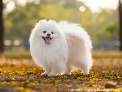 Japanese Spitz