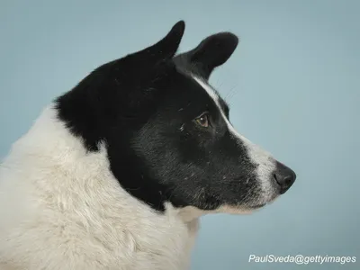 Karelian Bear Dog