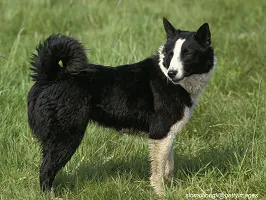 Karelian Bear Dog