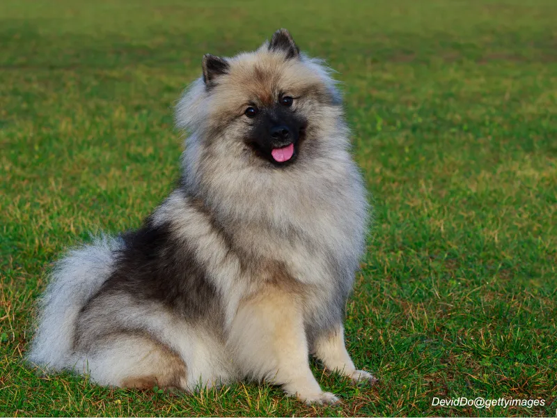 Keeshond with distinctive spectacles and smiling expression