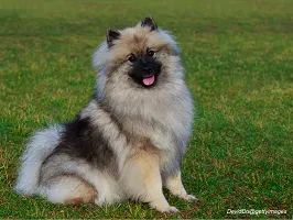 Keeshond