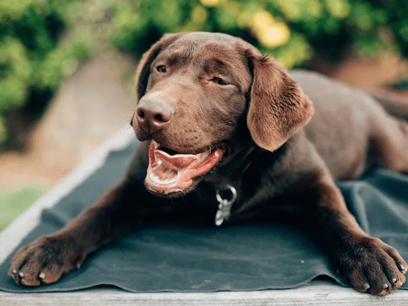 Chocolate Labrador Retriever
