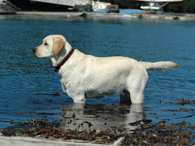 Labrador Retriever standing in the water