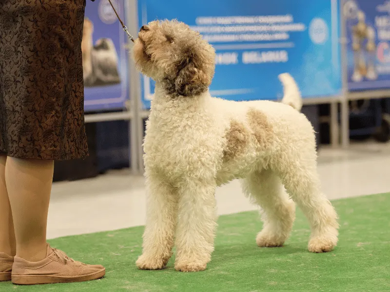 Lagotto Romagnolo in the show ring