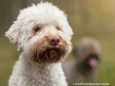 Lagotto Romagnolo 