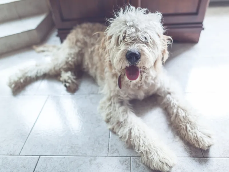 Brown and white Lagotto Romagnolo ready to play