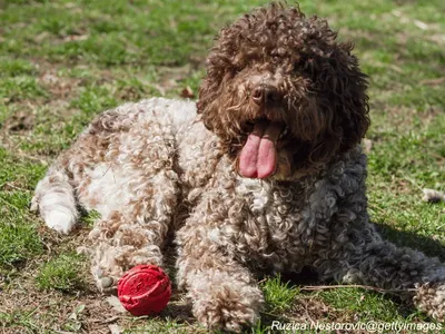 Lagotto Romagnolo 