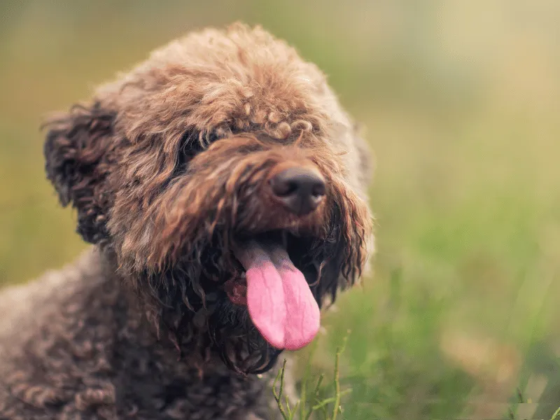 Cute brown Lagotto Romagnolo with a curious, alert expression