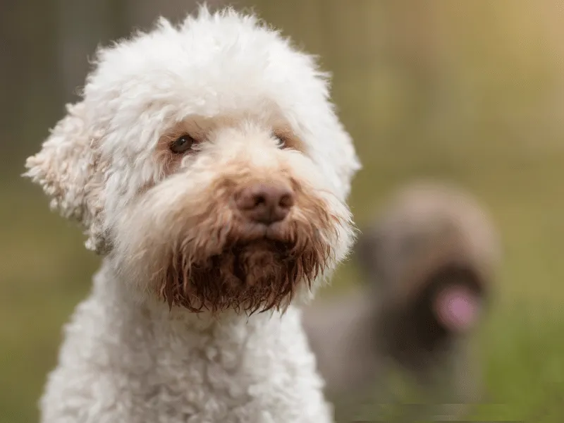 Cute white Lagotto Romagnolo with a curious, alert expression