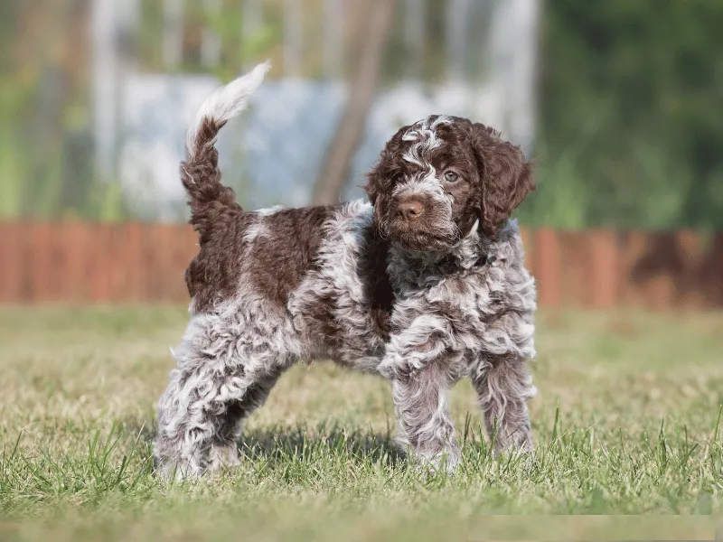 Lagotto Romagnolo puppy standing in the grass