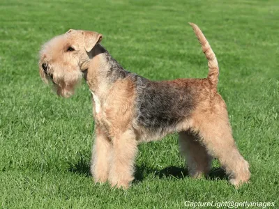 Lakeland Terrier