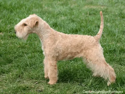 Lakeland Terrier
