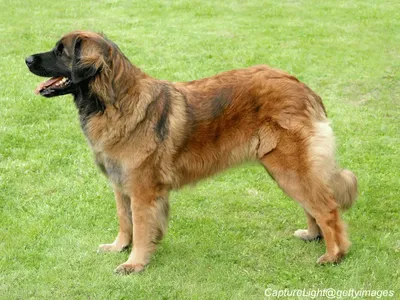 Leonberger