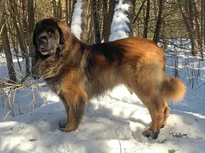 Leonberger