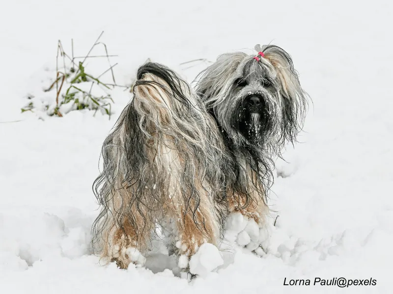 Lhasa Apso