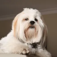 Lhasa Apso