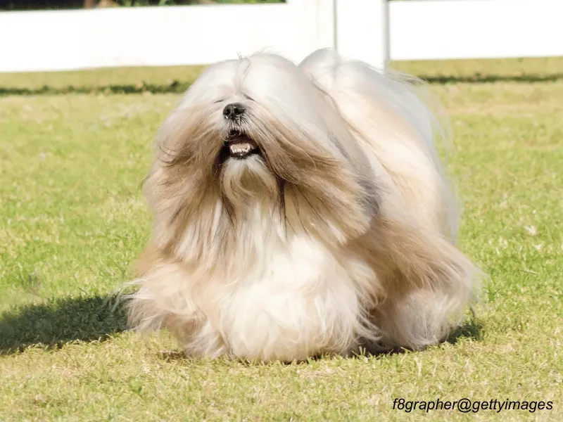 Lhasa Apso